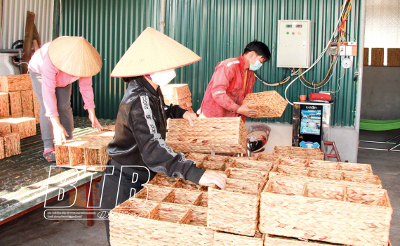 Thái Bình: Phụ nữ xã Minh Phú - Phát triển nghề đan bèo tây xuất khẩu